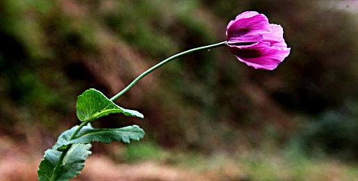 传闻：FS为PS5打造的魂类新作将比《只狼》和《艾尔登法环》更魂